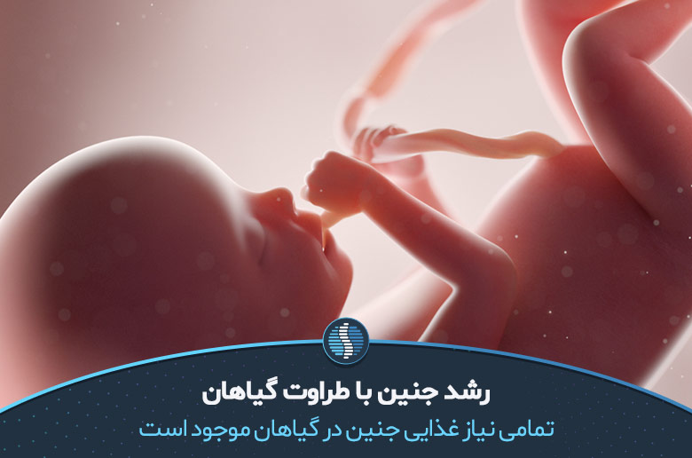 جنین در زمان بارداری و گیاه خواری|ژین طب