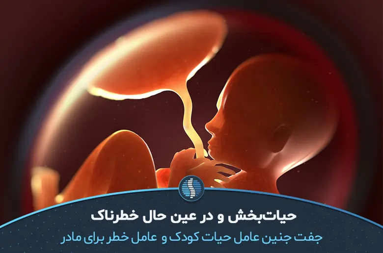 جفت جنین نقش مهمی در بارداری دارد| ژین طب