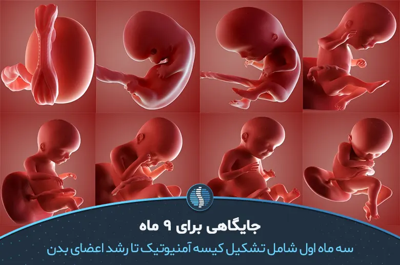 سه ماهه اول و تشکیل اعضای بدن جنین| ژین طب