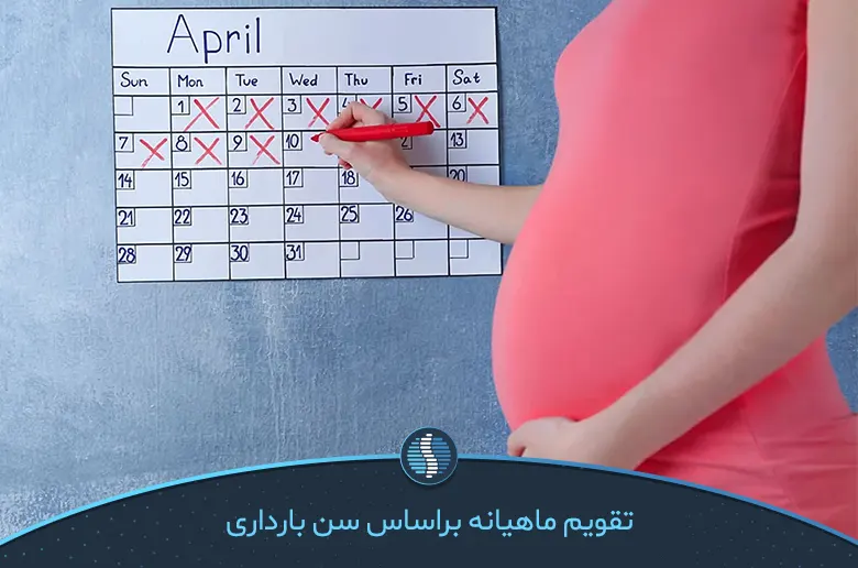 تقویم ماهیانه بارداری براساس سن بارداری-ژین طب