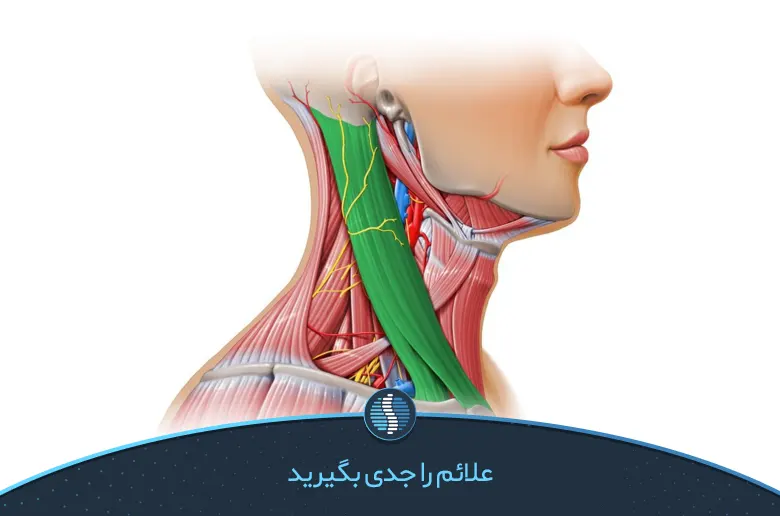 علائم دیسک گردن-ژین طب