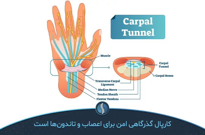 آناتومی تونل کارپال دست و اناتومی| ژین طب