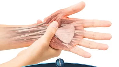 آناتومی تونل کارپال دست | ژین طب