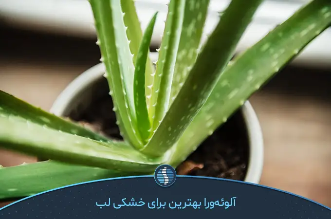 گیاه آلوئه‌ورا بهترین روغن برای خشکی لب|ژین طب