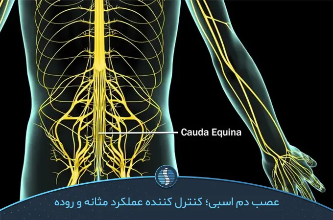 آناتومی ستون فقرات که در آن رشته‌های عصبی دم اسبی مشخص شده باشد و نیاز به جدیدترین راه درمان سندروم دم اسبی کمر دارد| ژین طب