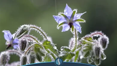 خواص گل گاوزبان چیست؟ | ژین طب