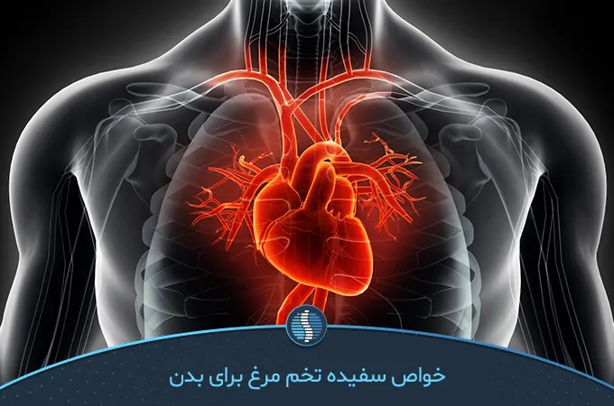 سیستم قلب عروقی | ژین طب
