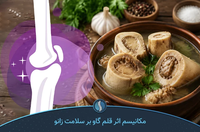 مکانیسم اثر قلم گاو بر سلامت زانو و کمر| ژین طب